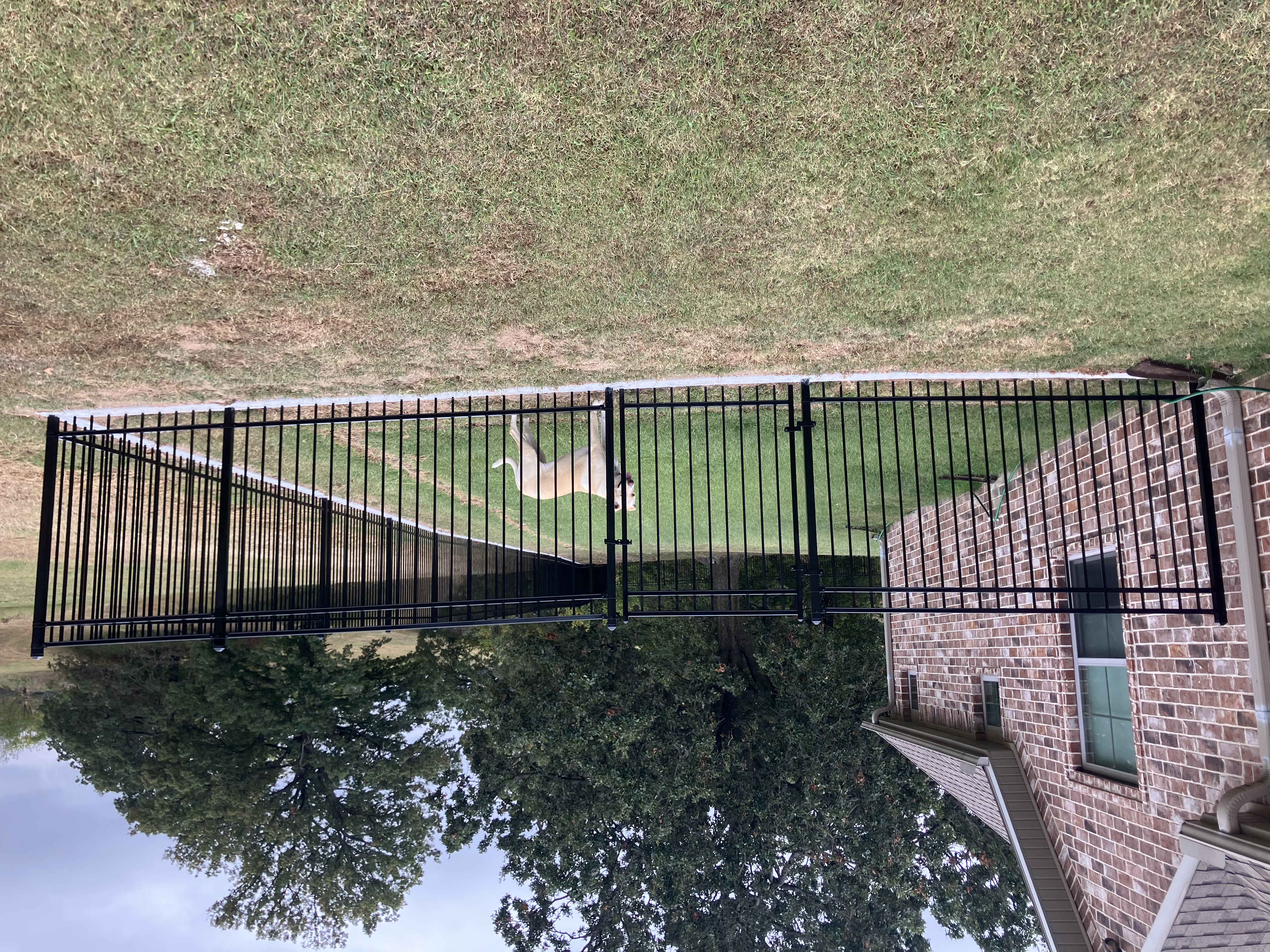 Residential ornamental steel fence — Thomas Fence, Springdale, Arkansas